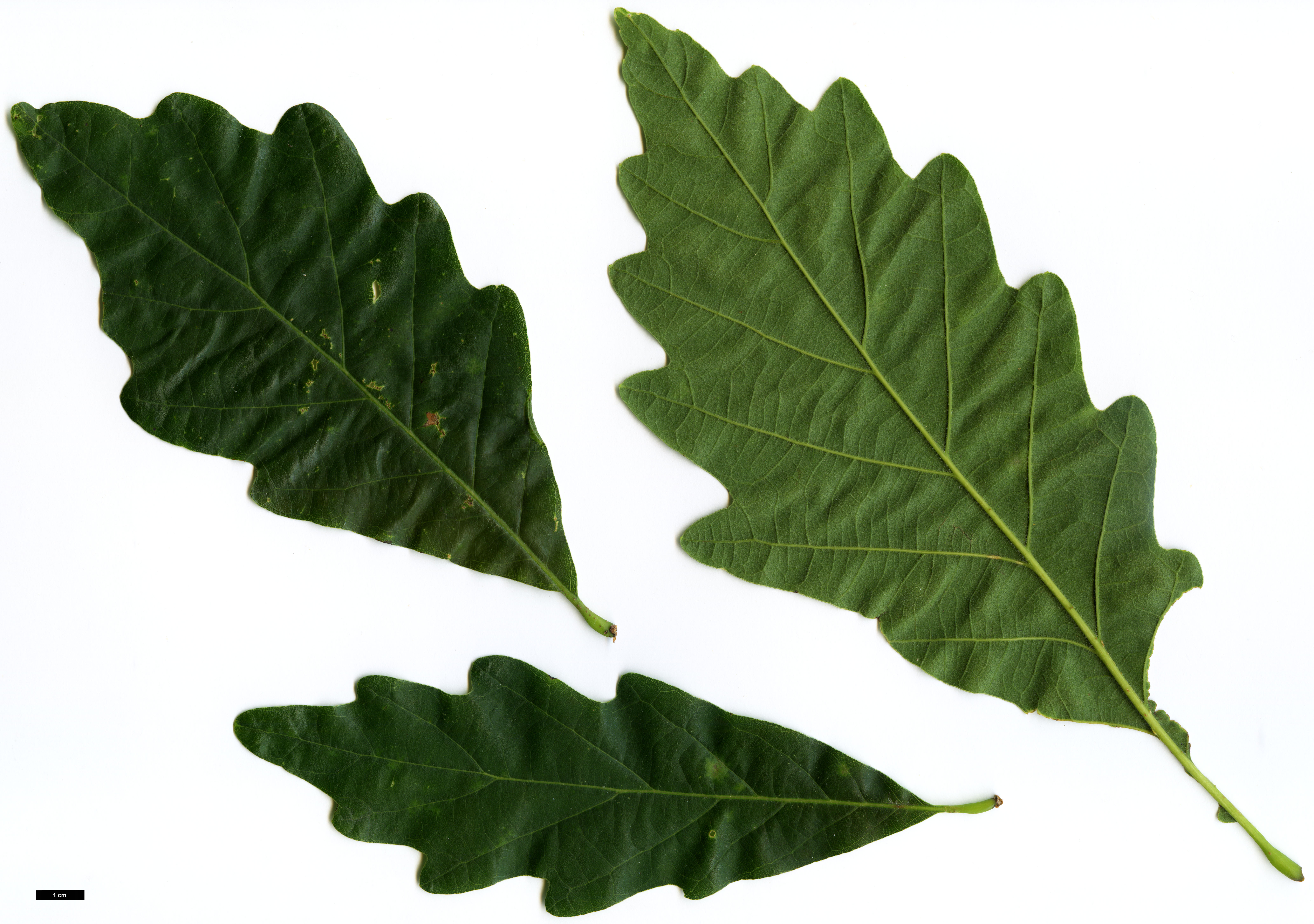 High resolution image: Family: Fagaceae - Genus: Quercus - Taxon: ×saulii (Q.alba × Q.montana)